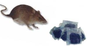 Glodacid Rat Rodenticide Bait
