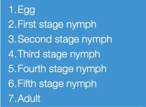 Tenopa SC Bed Bug Life Cycle