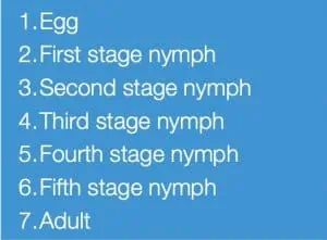 Tenopa SC Bed Bug Life Cycle