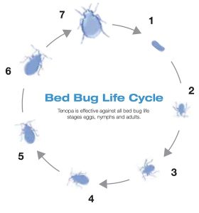 Bed Bug Life Cycle Tenopa SC
