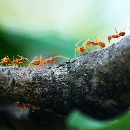 Agrofog Ants Pest Control Management