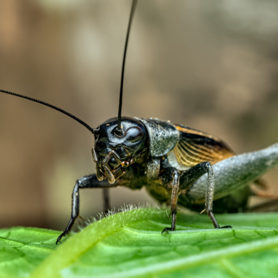 Agrofog Cricket Pest Control Management