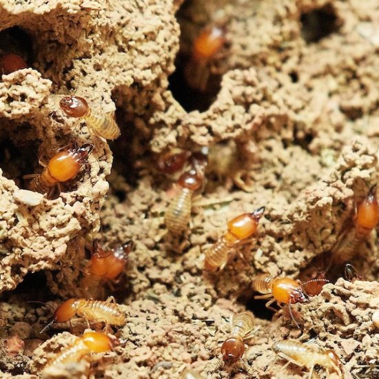 Agrofog Termite Pest Control Management