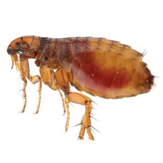 Agrofog Fleas Pest Control Management