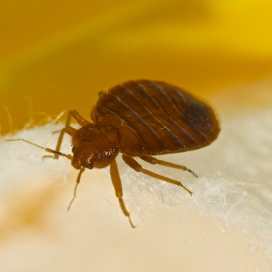 agrofog-pest-control-management-bed-bugs
