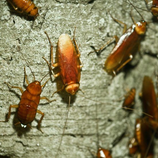 Agrofog Pest Control Management Cockroaches
