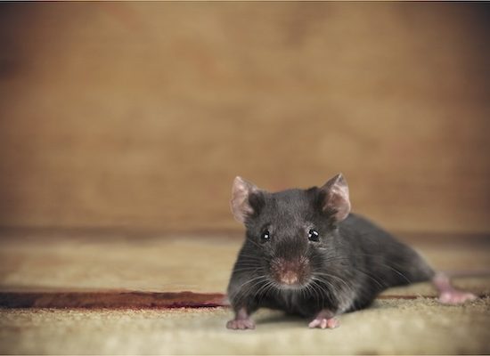 Agrofog Pest Control Management Rats