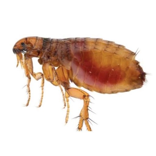 agrofog-fleas-pest-control-management-2-550x550