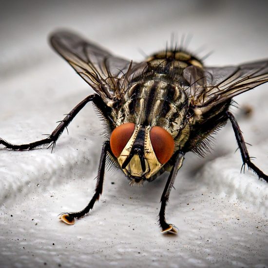 New sticky trap lures bloodsucking flies