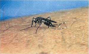 Aedes Mosquito on Human Skin